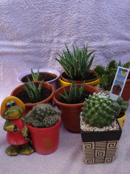 Kaktusiiiiii :)  - foto