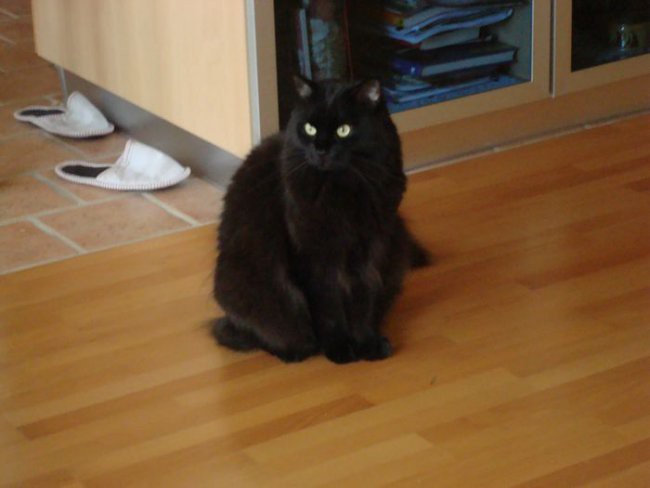 Maca in muri - foto povečava