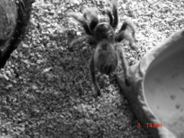 Grammostola Rosea - foto