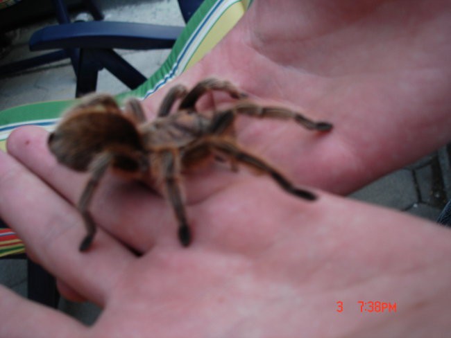 Grammostola Rosea - foto povečava