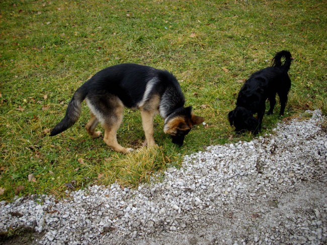 Dina - foto povečava