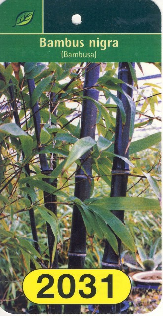 Slika bambusa 