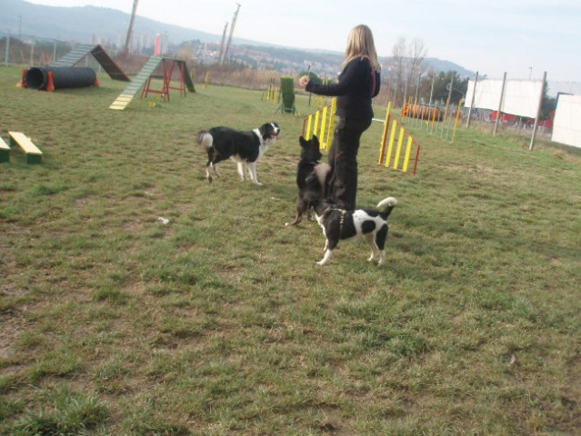 Agility srečanje 1.27.2008 - foto