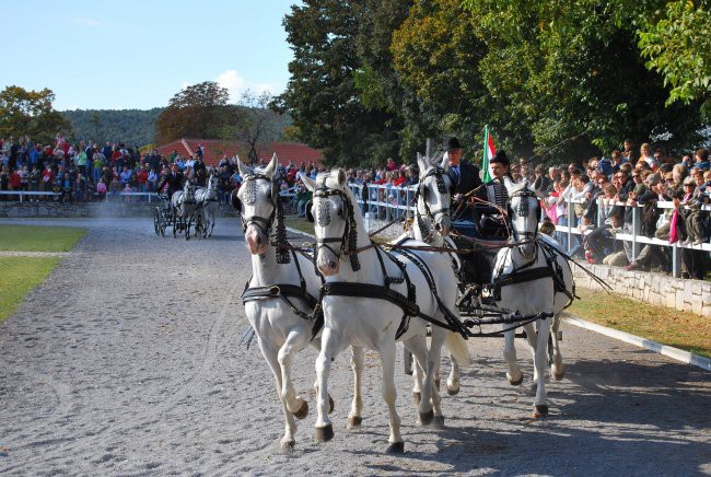 Konji - foto povečava