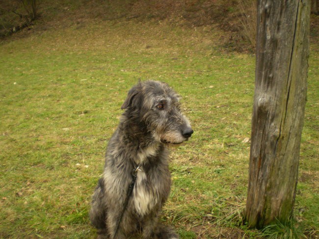 Silver - foto povečava