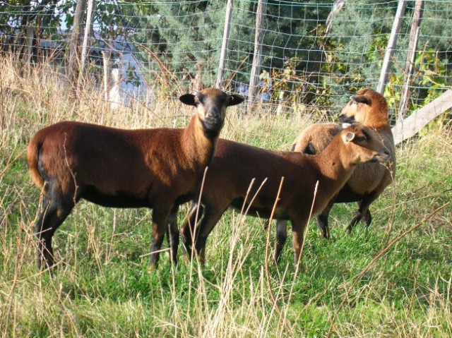 Nase zivali (ovce in kokosi) - foto