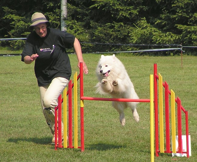 Agility tekma Domzale - foto povečava