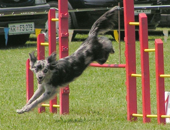 Agility tekma Domzale - foto povečava