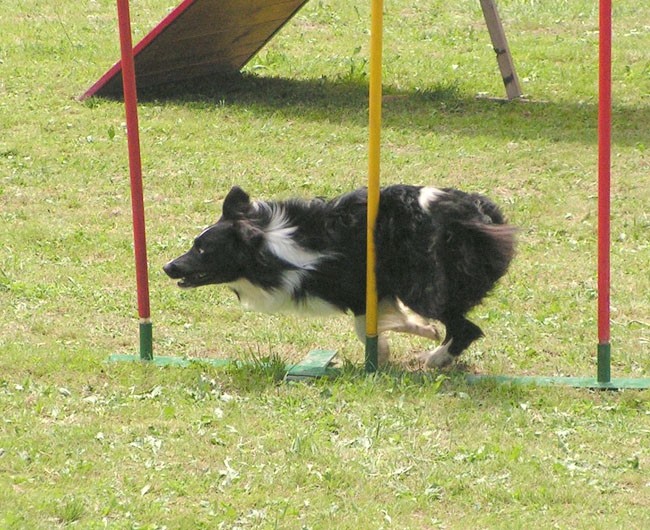 Agility tekma Zalec - foto povečava