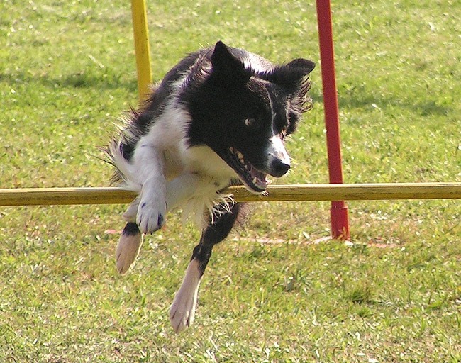 Agility tekma Hrusica - foto povečava