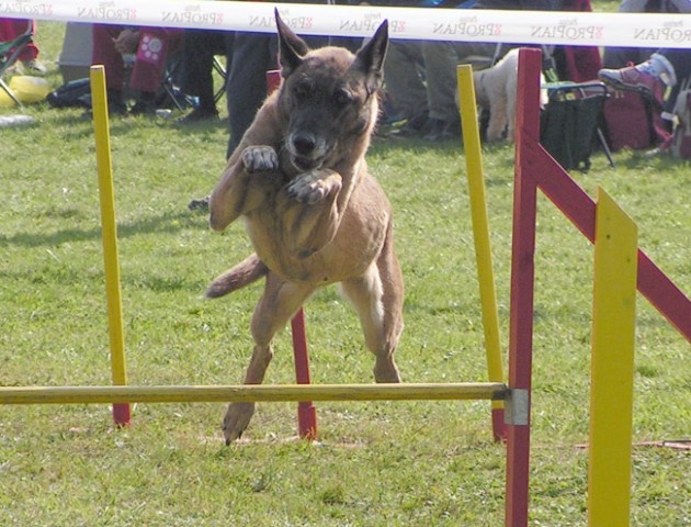 Agility tekma Hrusica - foto