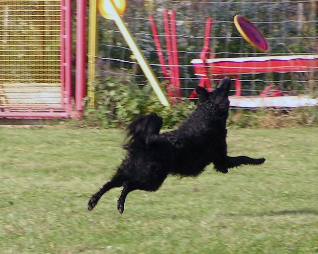 Agility tekma Hrusica - foto povečava