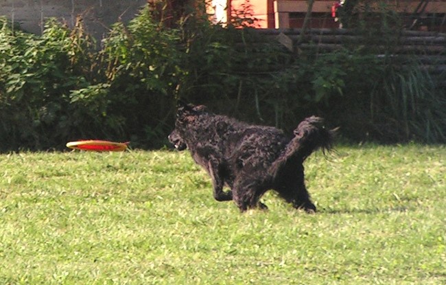 Agility tekma Hrusica - foto povečava