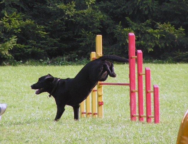 Agility trening 3 - foto povečava