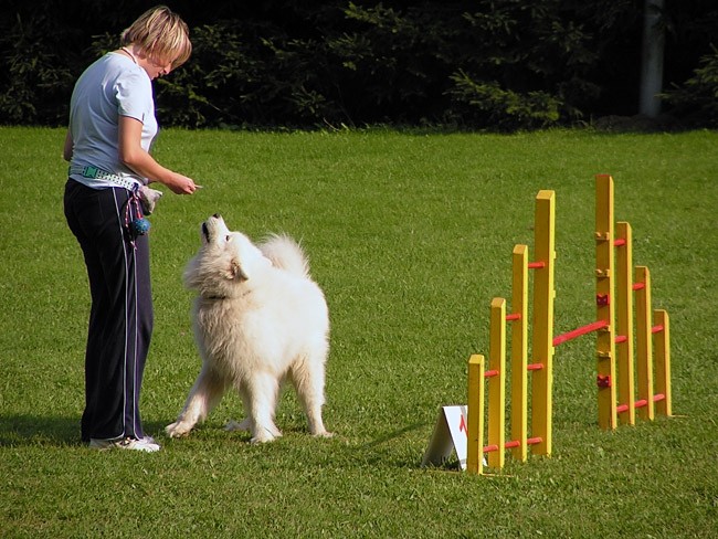 Agility trening 3 - foto povečava