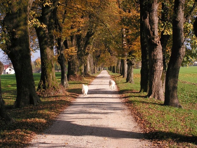 Jesenski sprehodi - foto povečava