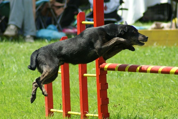 Domžale 2009 - foto povečava