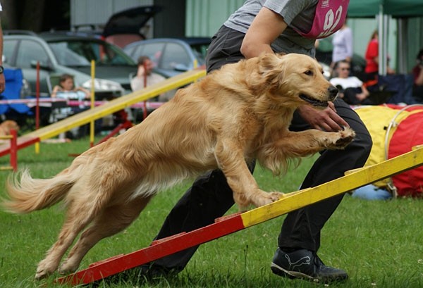 Domžale 2009 - foto povečava