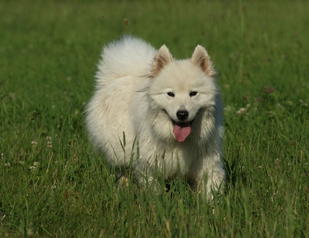 Poletne - foto