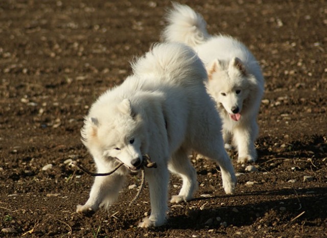 Laki&Daisy - foto