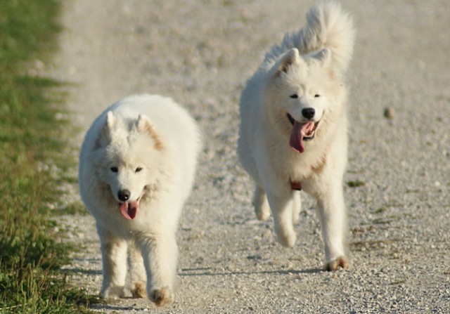 Laki&Daisy - foto