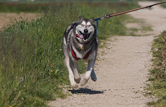 Zf3 - foto povečava