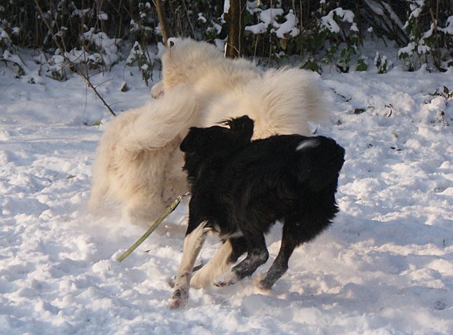 Štrumf 3 - foto povečava