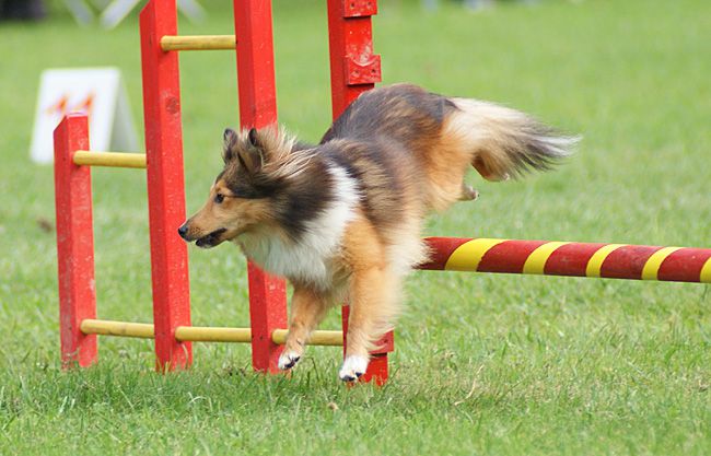 Agility Domžale 2010 - 1. - foto povečava