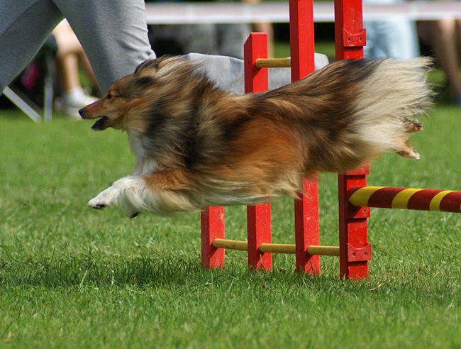 Agility Domžale 2010 - 1. - foto povečava