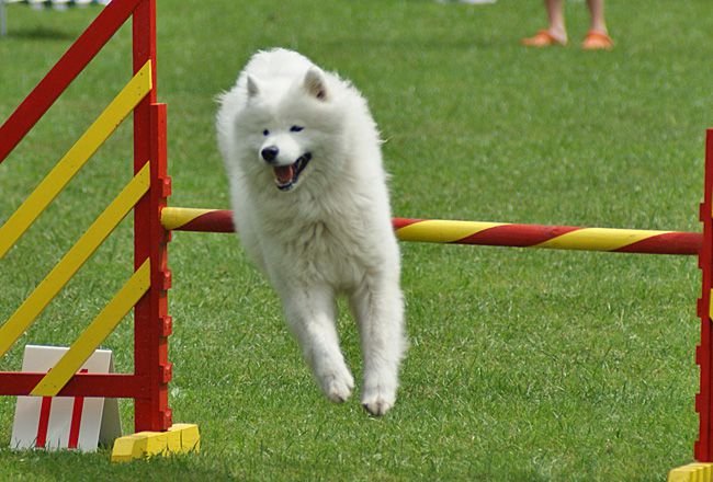 Agility Domžale 2010 - 1. - foto povečava