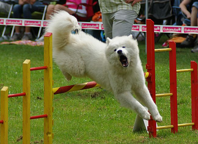 Agility Domžale 2010 - 1. - foto povečava