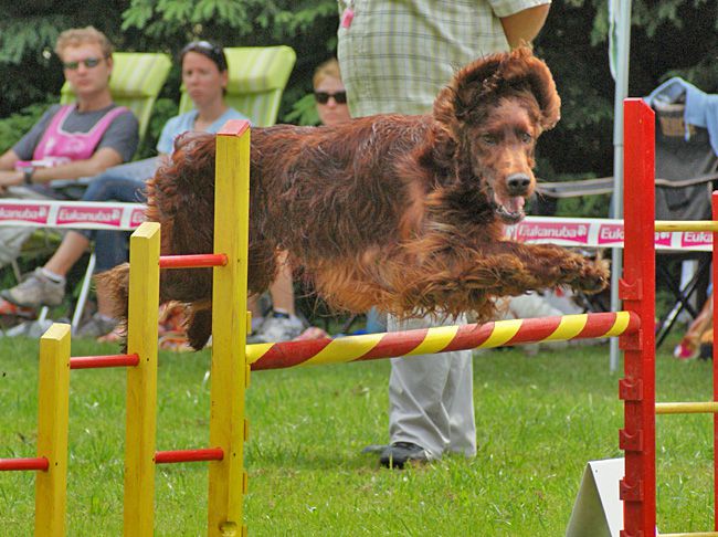 Agility Domžale 2010 - 1. - foto povečava