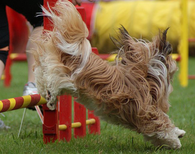 Agility Domžale 2010 - 1. - foto povečava