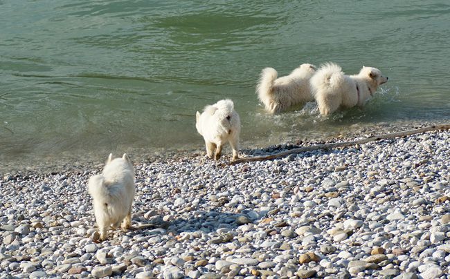 Pasji dnevi - foto povečava