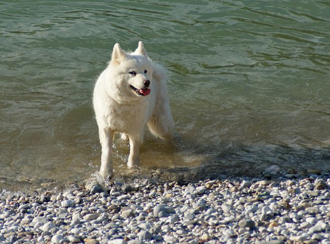 Pasji dnevi - foto povečava