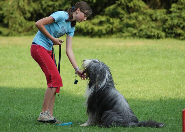 Agility trening 4 - foto