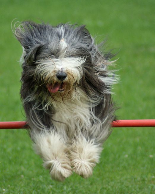 Agility trening 4 - foto povečava