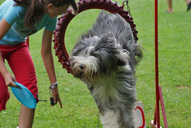 Agility trening 4 - foto