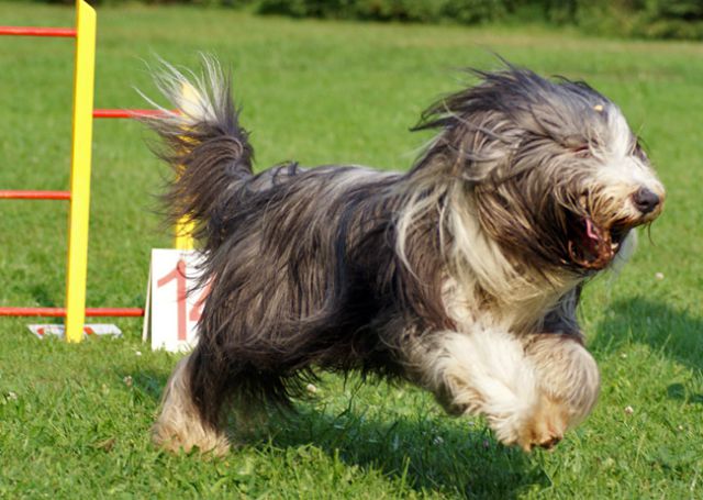 Agility trening 4 - foto