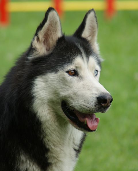 Agility trening 4 - foto