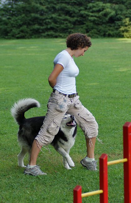 Agility trening 4 - foto