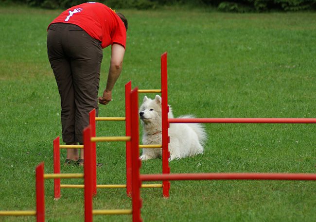 Agility trening 4 - foto povečava