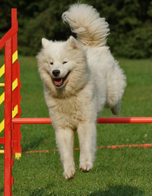 Agility trening 4 - foto povečava