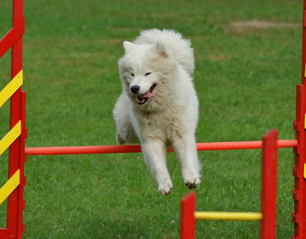 Agility trening 4 - foto