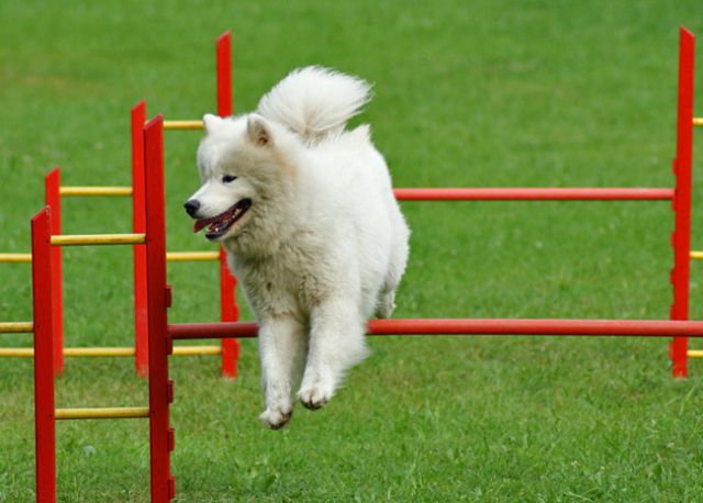 Agility trening 4 - foto