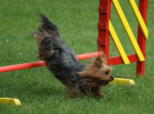 Agility trening 4 - foto