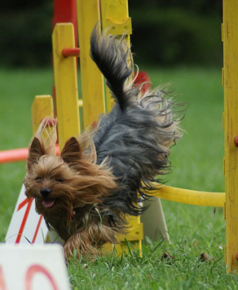 Agility trening 4 - foto