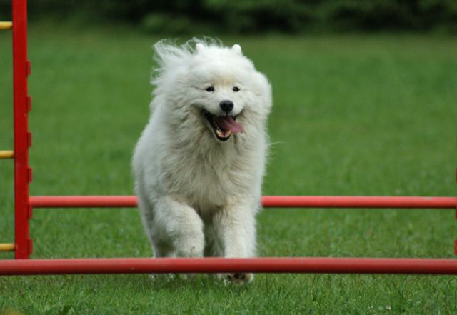 Agility trening 4 - foto