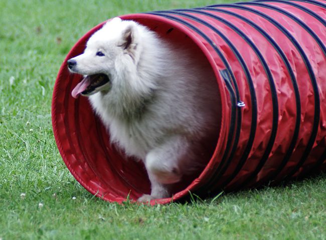 Agility trening 4 - foto povečava