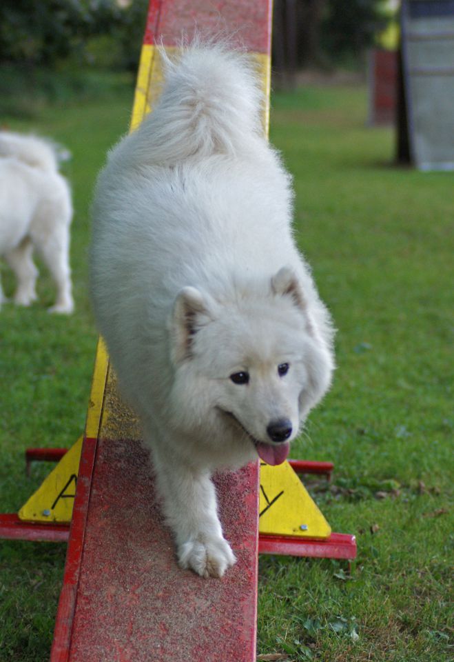 Agility trening 4 - foto povečava